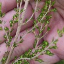Erica arborea L.Erica arborea L.