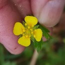 Potentilla erecta (L.) Raeusch.Potentilla erecta (L.) Raeusch.