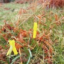 Narcissus cyclamineus DC.Narcissus cyclamineus DC.