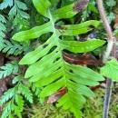 Polypodium interjectum ShivasPolypodium interjectum Shivas