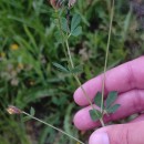 Lotus corniculatus L.Lotus corniculatus L.