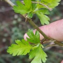 Crataegus monogyna Jacq.Crataegus monogyna Jacq.