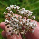 Achillea millefolium L.Achillea millefolium L.