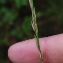 Molinia caerulea (L.) MoenchMolinia caerulea (L.) Moench