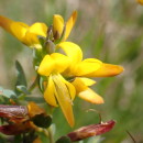 Genista ancistrocarpa SpachGenista ancistrocarpa Spach