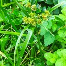 Cyperus eragrostis Lam.Cyperus eragrostis Lam.