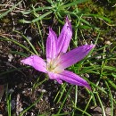 Colchicum montanum L.Colchicum montanum L.