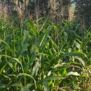 Zea mays L.Zea mays L.