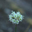 Allium ericetorum ThoreAllium ericetorum Thore