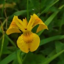 Iris pseudacorus L.Iris pseudacorus L.