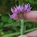 Centaurea nigra L. subsp. rivularis (Brot.) Cout.Centaurea nigra L. subsp. rivularis (Brot.) Cout.