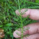 Achillea millefolium L.Achillea millefolium L.