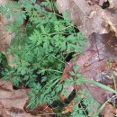 Silphiodaucus prutenicus (L.) Spalik, Wojew., Banasiak, Piwczyñski & Reduron subsp. dufourianus (Rouy & E.G.Camus) ReduronSilphiodaucus prutenicus (L.) Spalik, Wojew., Banasiak, Piwczyñski & Reduron subsp. dufourianus (Rouy & E.G.Camus) Reduron