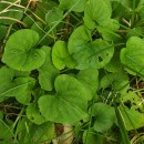 Viola palustris L.Viola palustris L.