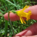 Narcissus minor L. subsp. asturiensis (Jord.) Barra & G. LópezNarcissus minor L. subsp. asturiensis (Jord.) Barra & G. López