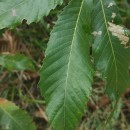 Castanea sativa Mill.Castanea sativa Mill.