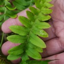 Polypodium interjectum ShivasPolypodium interjectum Shivas