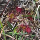 Drosera rotundifolia L.Drosera rotundifolia L.