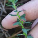 Genista berberidea LangeGenista berberidea Lange