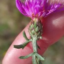 Centaurea limbata Hoffmanns. & LinkCentaurea limbata Hoffmanns. & Link