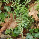 Asplenium onopteris L.Asplenium onopteris L.