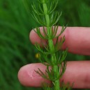 Trocdaris verticillatum (L.) Raf.Trocdaris verticillatum (L.) Raf.