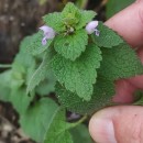 Lamium purpureum L.Lamium purpureum L.