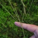 Digitaria sanguinalis (L.) Scop.Digitaria sanguinalis (L.) Scop.