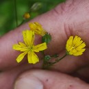 Lapsana communis L.Lapsana communis L.