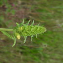 Bartsia trixago L.Bartsia trixago L.