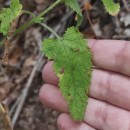 Scrophularia scorodonia L.Scrophularia scorodonia L.
