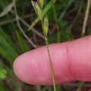 Danthonia decumbens (L.) DC.Danthonia decumbens (L.) DC.