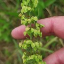 Rumex crispus L.Rumex crispus L.