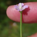Epilobium tetragonum  L.Epilobium tetragonum  L.