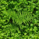 Pteridium aquilinum (L.) KuhnPteridium aquilinum (L.) Kuhn