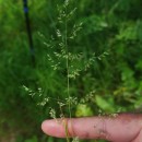 Poa pratensis L.Poa pratensis L.