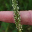 Anthoxanthum odoratum L.Anthoxanthum odoratum L.