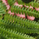 Dryopteris affinis - Grupo (Lowe) Fraser-JenkinsDryopteris affinis - Grupo (Lowe) Fraser-Jenkins