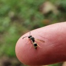 Ancistrocerus sp. Wesmael, 1836Ancistrocerus sp. Wesmael, 1836