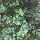 Alnus glutinosa (L.) Gaertn.Alnus glutinosa (L.) Gaertn.