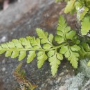 Asplenium adiantum-nigrum  L.Asplenium adiantum-nigrum  L.