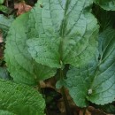 Scrophularia auriculata L.Scrophularia auriculata L.