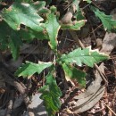 Quercus robur L.Quercus robur L.