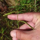 Paspalum dilatatum Poir.Paspalum dilatatum Poir.