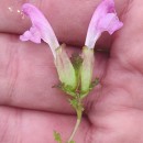 Pedicularis sylvatica L. subsp. lusitanica (Hoffmanns. & Link) Cout.Pedicularis sylvatica L. subsp. lusitanica (Hoffmanns. & Link) Cout.