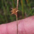 Carex durieui Steud. ex KunzeCarex durieui Steud. ex Kunze