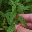 Lycopus europaeus L.Lycopus europaeus L.