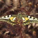 Papilio machaon (Linnaeus, 1758)Papilio machaon Linnaeus, 1758