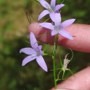 Campanula rapunculus L.Campanula rapunculus L.