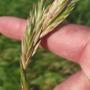 Bromus catharticus VahlBromus catharticus Vahl